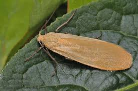 Attēlu rezultāti vaicājumam “Eilema sororcula”