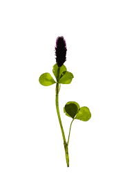 Attēlu rezultāti vaicājumam “Ononis arvensis leaf”