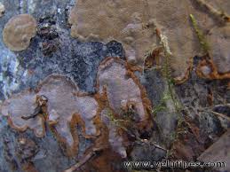 Attēlu rezultāti vaicājumam “Phellinus laevigatus”