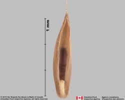 Attēlu rezultāti vaicājumam “Festuca rubra subsp. rubra fruit”