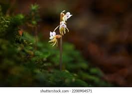 Attēlu rezultāti vaicājumam “Epipogium aphyllum flower”