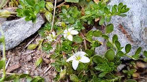 Attēlu rezultāti vaicājumam “Arenaria procera leaf”