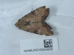 Attēlu rezultāti vaicājumam “Apamea ophiogramma”