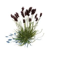 Attēlu rezultāti vaicājumam “Sesleria caerulea”