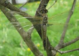 Attēlu rezultāti vaicājumam “Libellula quadrimaculata exuvia”