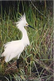 Image result for Egretta thula
