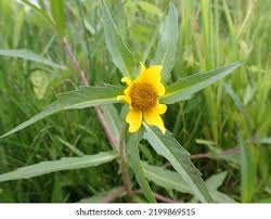 Attēlu rezultāti vaicājumam “Bidens cernua flower”