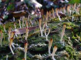 Attēlu rezultāti vaicājumam “Pistillaria sp.”