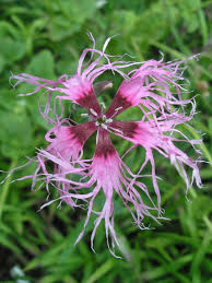 Image result for Dianthus superbus
