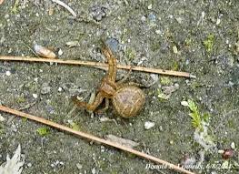 Attēlu rezultāti vaicājumam “Xysticus bifasciatus female”