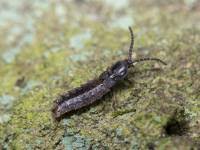 Attēlu rezultāti vaicājumam “Phosphaenus hemipterus”