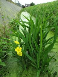 Attēlu rezultāti vaicājumam “Ranunculus lingua”