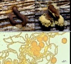 Attēlu rezultāti vaicājumam “Didymium verrucisporum stalked”