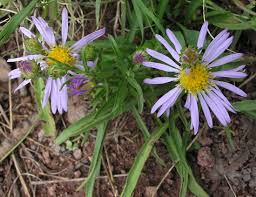 Attēlu rezultāti vaicājumam “Symphytocarpus sp.”