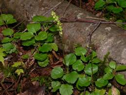 Attēlu rezultāti vaicājumam “Orthilia secunda”