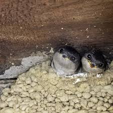 Attēlu rezultāti vaicājumam “Delichon urbicum juvenile”