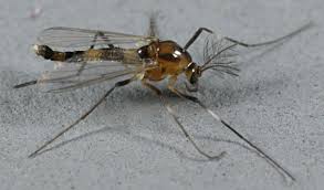 Attēlu rezultāti vaicājumam “Cricotopus”