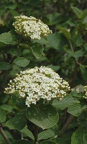 Attēlu rezultāti vaicājumam “Viburnum lantana  flower”
