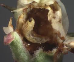 Attēlu rezultāti vaicājumam “Anthonomus pomorum”