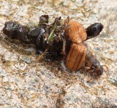 Attēlu rezultāti vaicājumam “Limnephilus larva”