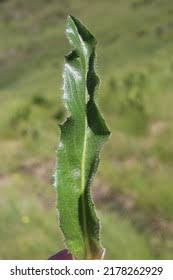 Attēlu rezultāti vaicājumam “Hypochaeris maculata”