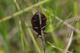 Attēlu rezultāti vaicājumam “Jalla dumosa”