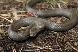 Attēlu rezultāti vaicājumam “Coronella austriaca adult”