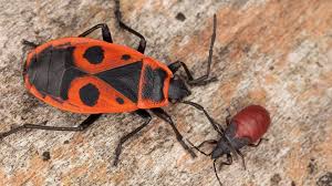Attēlu rezultāti vaicājumam “Pyrrhocoris apterus imago”