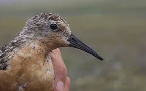Attēlu rezultāti vaicājumam “Calidris canutus adult”