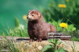 Attēlu rezultāti vaicājumam “Mustela vison”