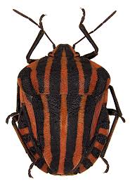 Attēlu rezultāti vaicājumam “Graphosoma lineatum imago”
