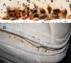 Image result for bed bugs