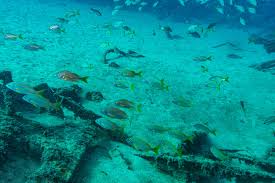 Image result for Pomadasys incisus