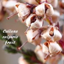Attēlu rezultāti vaicājumam “Calluna vulgaris fruit”