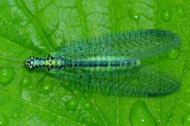 Attēlu rezultāti vaicājumam “Chrysopa”