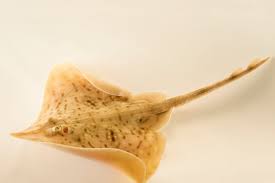 Image result for Rostroraja eglanteria