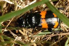 Attēlu rezultāti vaicājumam “Nicrophorus investigator”