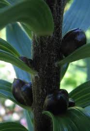 Attēlu rezultāti vaicājumam “Lilium lancifolium bud”