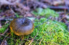 Attēlu rezultāti vaicājumam “Lactarius necator”