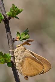 Attēlu rezultāti vaicājumam “Macrothylacia rubi”