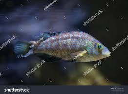 Image result for Symphodus melops