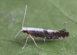 Attēlu rezultāti vaicājumam “Argyresthia semifusca”