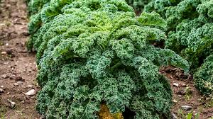 Image result for Grünkohl