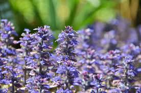 Attēlu rezultāti vaicājumam “Ajuga genevensis flower”