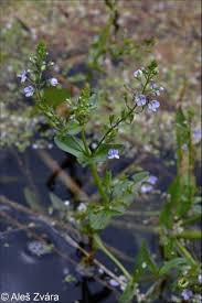 Attēlu rezultāti vaicājumam “Veronica anagallis-aquatica leaf”