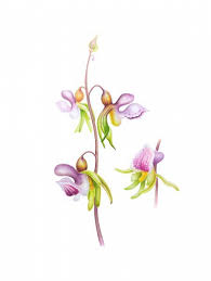 Attēlu rezultāti vaicājumam “Epipogium aphyllum flower”