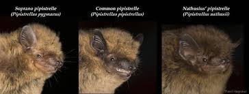 Attēlu rezultāti vaicājumam “Pipistrellus nathusii”