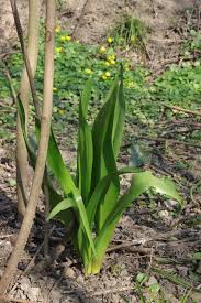 Image result for Herbstzeitlose