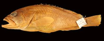 Image result for Eumegistus illustris