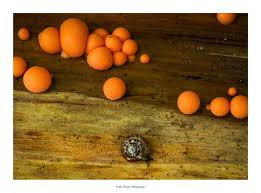 Attēlu rezultāti vaicājumam “Lycogala botrydium young”